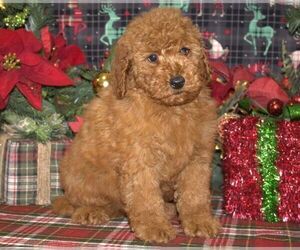 Poodle (Miniature) Puppy for sale in HUTCHINSON, KS, USA
