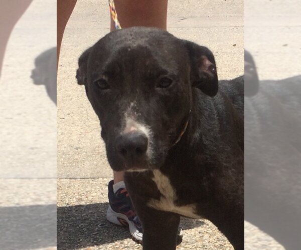 Medium Photo #1 Labrador Retriever-Unknown Mix Puppy For Sale in Slidell, LA, USA