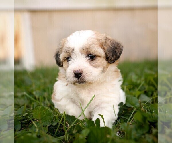Medium Photo #4 Zuchon Puppy For Sale in ARTHUR, IL, USA