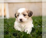 Willow - Female Zuchon Puppy for Sale - Photo #4