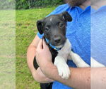 Small #12 Border Collie-Jack Russell Terrier Mix