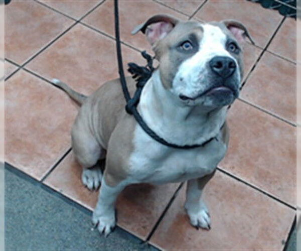 Medium Photo #1 Mutt Puppy For Sale in Downey, CA, USA