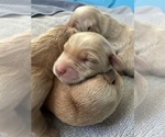 Small Golden Irish-Golden Retriever Mix