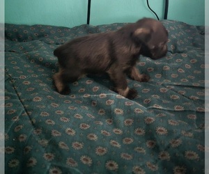Schnauzer (Miniature) Puppy for sale in TOWNSEND, TN, USA