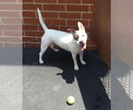 Small #2 Bulldog Mix