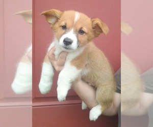 Pembroke Welsh Corgi Puppy for sale in COTTAGEVILLE, SC, USA