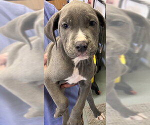 Mutt Dogs for adoption in Sterling, MA, USA