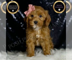 Cavapoo Puppy for sale in WARSAW, IN, USA