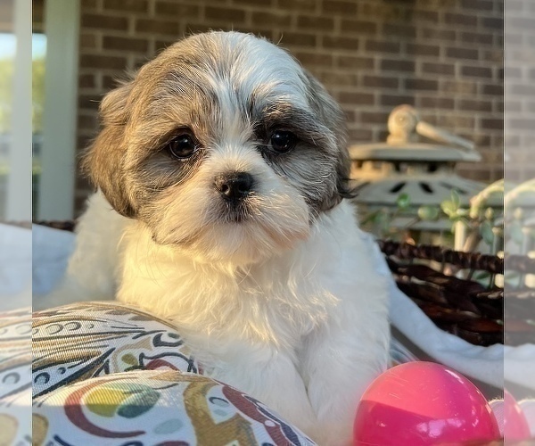Medium Photo #6 Shih Tzu Puppy For Sale in NOBLESVILLE, IN, USA