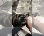 Fig - Female Mutt Dog for Adoption - Small photo