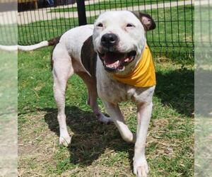 American Staffordshire Terrier-Unknown Mix Dogs for adoption in San Antonio, TX, USA