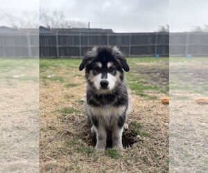 Siberian Husky-Unknown Mix Dogs for adoption in Carrollton, TX, USA