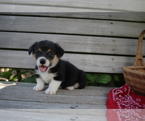 Pembroke Welsh Corgi Puppy for sale in FAIR GROVE, MO, USA
