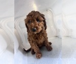 Small #21 Cavapoo