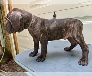 Cane Corso Puppy for sale in FRIEDENS, PA, USA