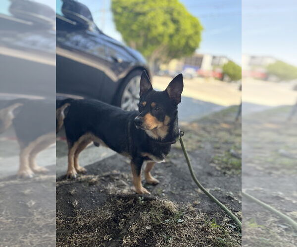 Medium Photo #3 Australian Kelpie-Chihuahua Mix Puppy For Sale in Studio City, CA, USA