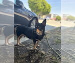Small #2 Australian Kelpie-Chihuahua Mix