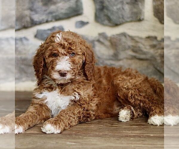 Medium Photo #4 Goldendoodle Puppy For Sale in RONKS, PA, USA
