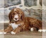 Small #3 Goldendoodle