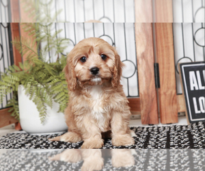 Cavapoo Puppy for sale in NAPLES, FL, USA