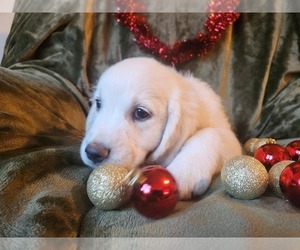 Golden Retriever Puppy for sale in DECKER PR, TX, USA