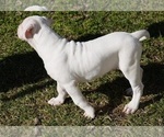 Small Photo #10 American Bulldog Puppy For Sale in HOUSTON, TX, USA
