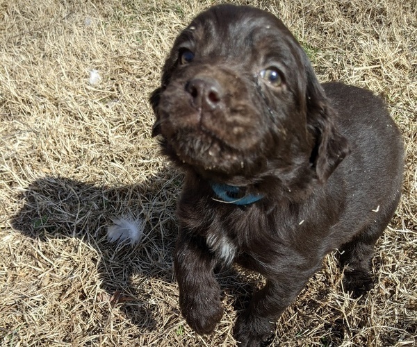 Medium Photo #40 Boykin Spaniel-Goldendoodle Mix Puppy For Sale in MORGANTON, NC, USA