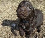 Small Photo #40 Boykin Spaniel-Goldendoodle Mix Puppy For Sale in MORGANTON, NC, USA