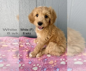 Goldendoodle (Miniature) Puppy for sale in ELBERT, CO, USA