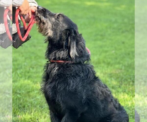 Medium Photo #3 Mutt Puppy For Sale in Yardley, PA, USA
