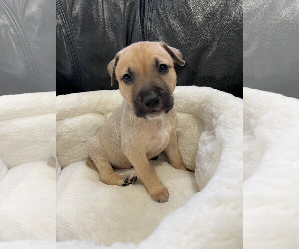 Medium Photo #17 Mutt Puppy For Sale in Derwood, MD, USA