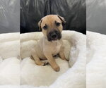 Small #16 Mutt