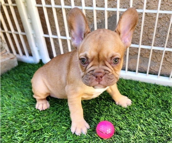 Medium Photo #20 French Bulldog Puppy For Sale in LAS VEGAS, NV, USA