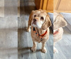Cocker Spaniel Dogs for adoption in Chester, NJ, USA