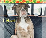 Small #1 American Bulldog
