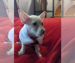 Small Photo #9 Mutt Puppy For Sale in Escondido, CA, USA