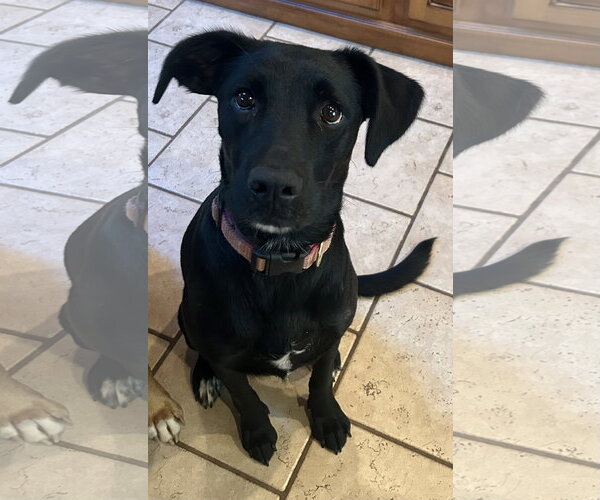 Medium Photo #2 Labrador Retriever-Unknown Mix Puppy For Sale in Hillsboro, MO, USA