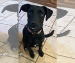 Small Photo #2 Labrador Retriever-Unknown Mix Puppy For Sale in Hillsboro, MO, USA