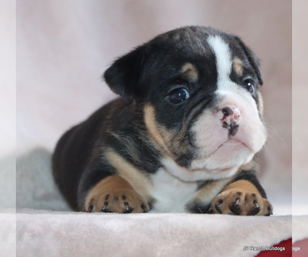 Medium Photo #17 Bulldog Puppy For Sale in WINNSBORO, TX, USA