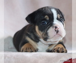Small #16 Bulldog