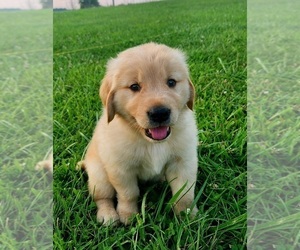 Golden Retriever Puppy for Sale in HILLSBORO, Kentucky USA