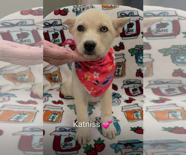 Medium Photo #1 Goberian Puppy For Sale in SHERBURNE, NY, USA