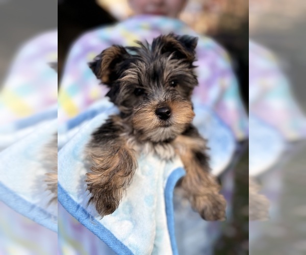 Medium Photo #1 Yorkshire Terrier Puppy For Sale in HIGHLANDS, NC, USA