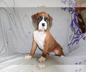 Boxer Puppy for sale in SHILOH, OH, USA