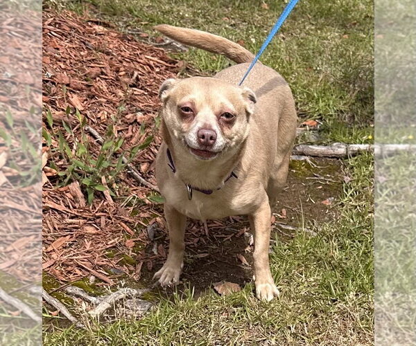 Medium Photo #3 Chihuahua Puppy For Sale in Garner, NC, USA