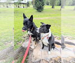 Small #54 Australian Kelpie Mix