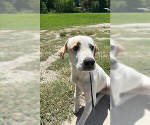 Labrador Retriever-Unknown Mix Dogs for adoption in Houston, TX, USA
