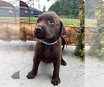 Small #10 Labrador Retriever
