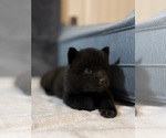 Puppy Obsidian Siberian Husky