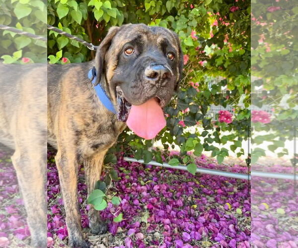 Medium Photo #4 Mastiff Puppy For Sale in Goodyear, AZ, USA